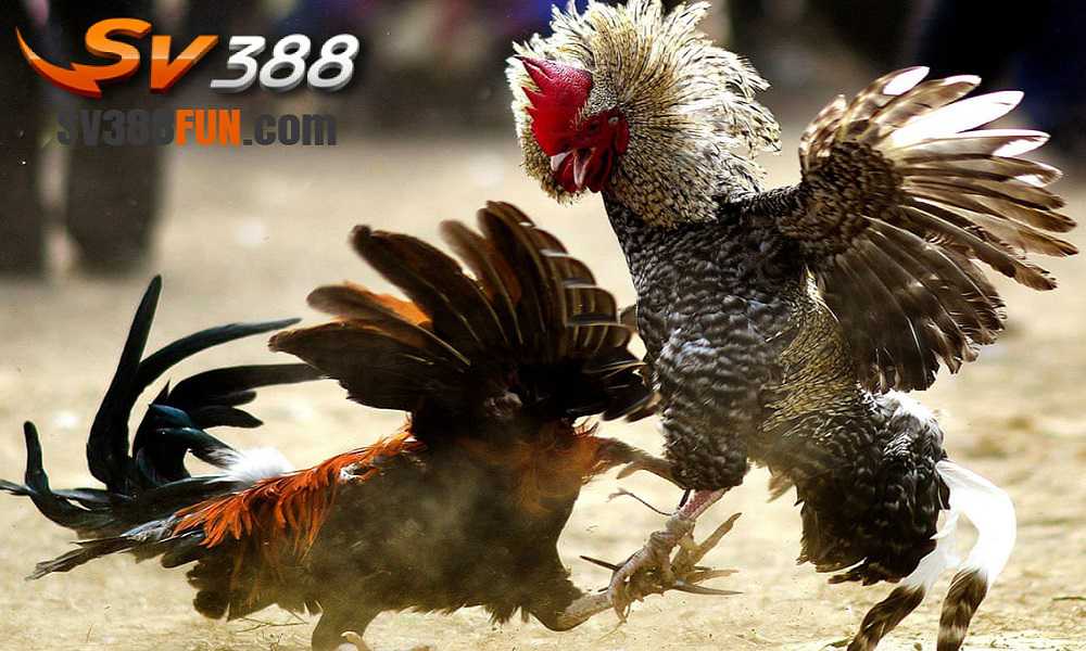 Trang web của Ee88 có thông tin về tất cả các khu cắm trại - Ee88
